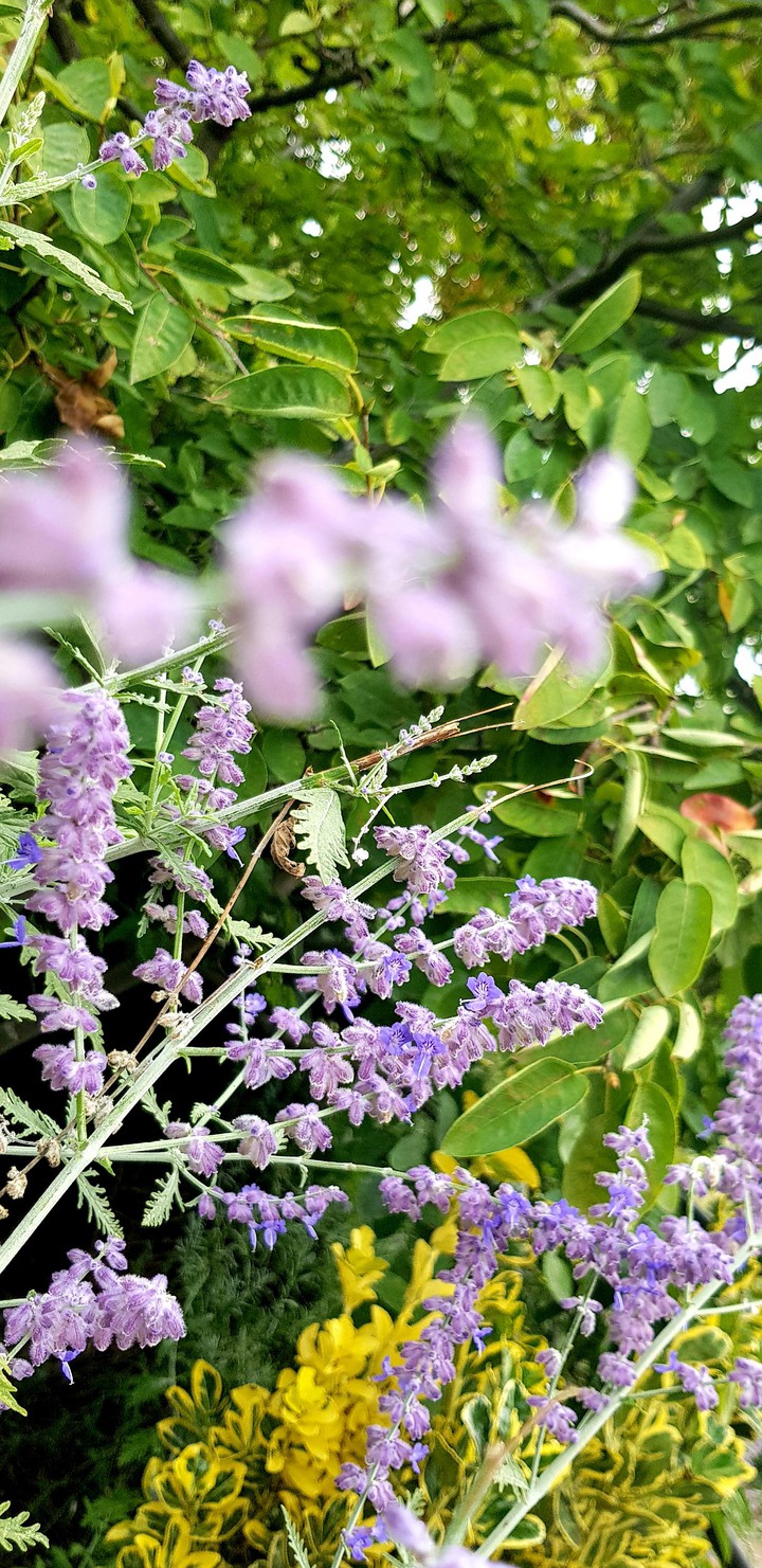 lavender