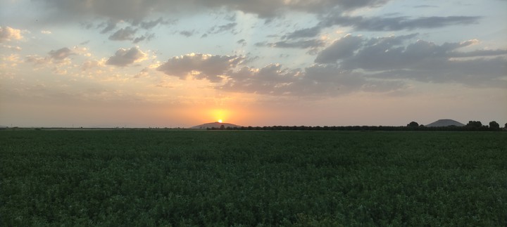 farm