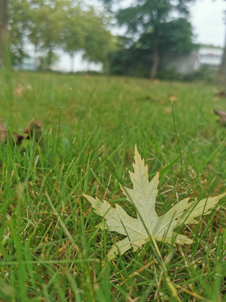 nature