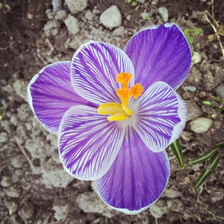 крокус