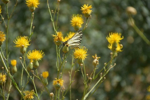 butterfly and flowers