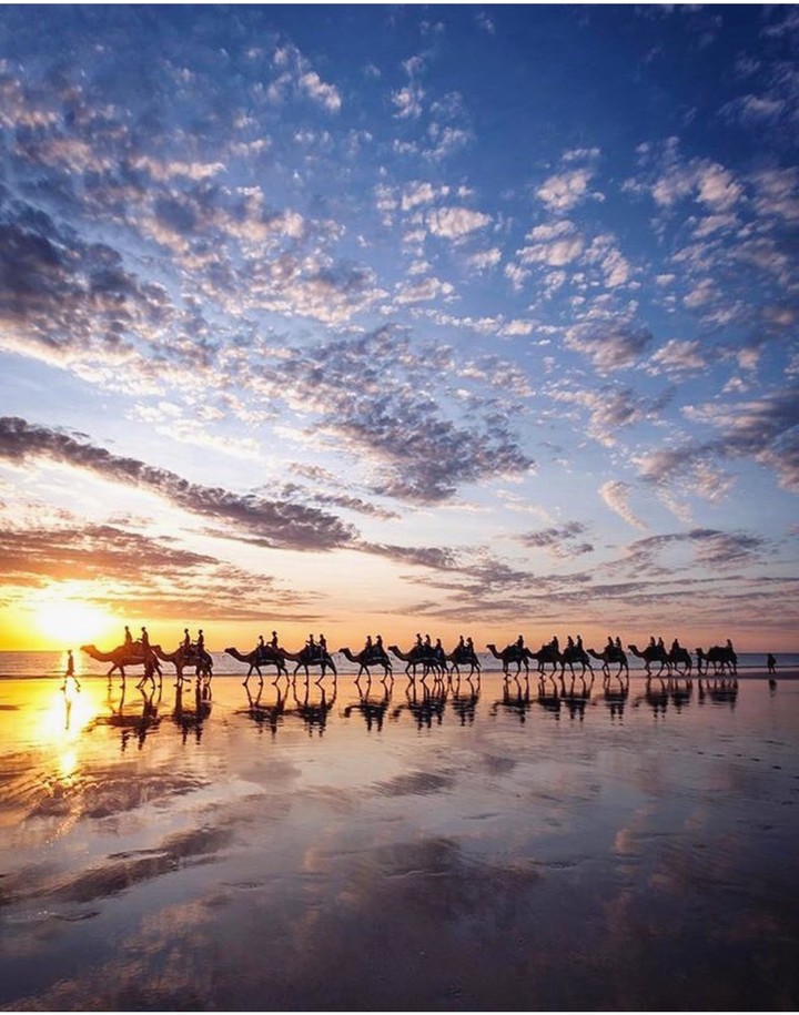 Beach Camels