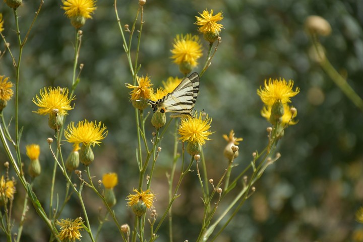 butterfly and flowers