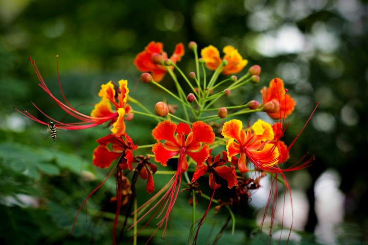 flora