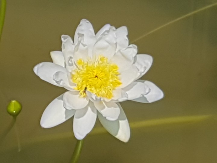 Fleur de lotus blanche
