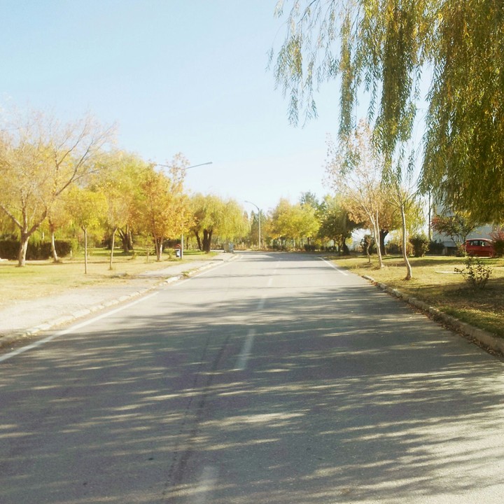 The Road Surrounded With Trees