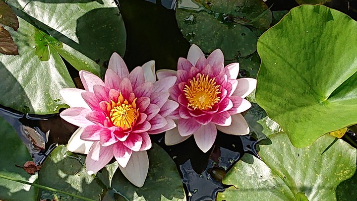 Water Lilly