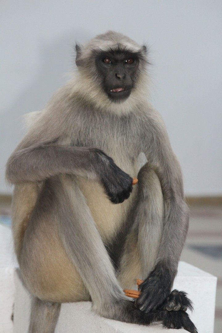 Monkey eating biscuit