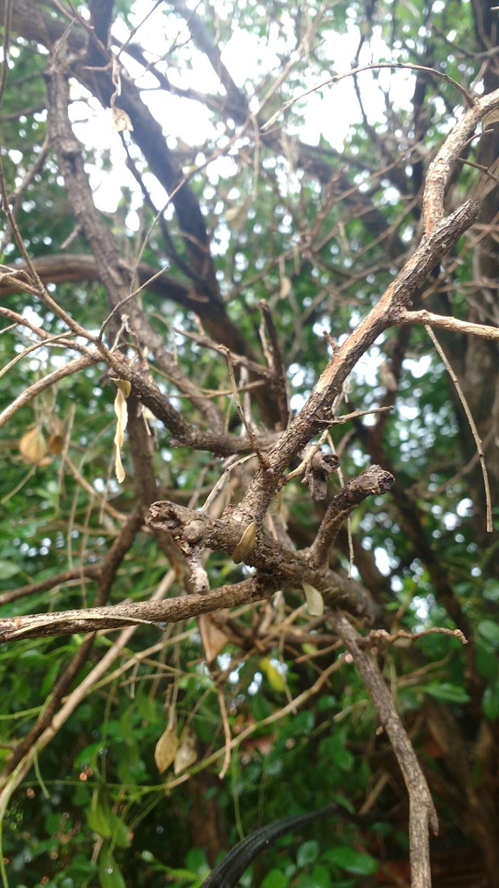 wood