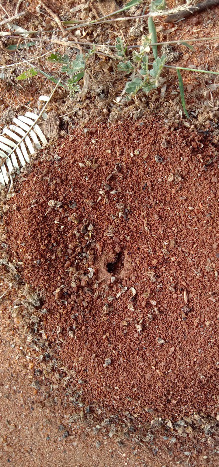 ant