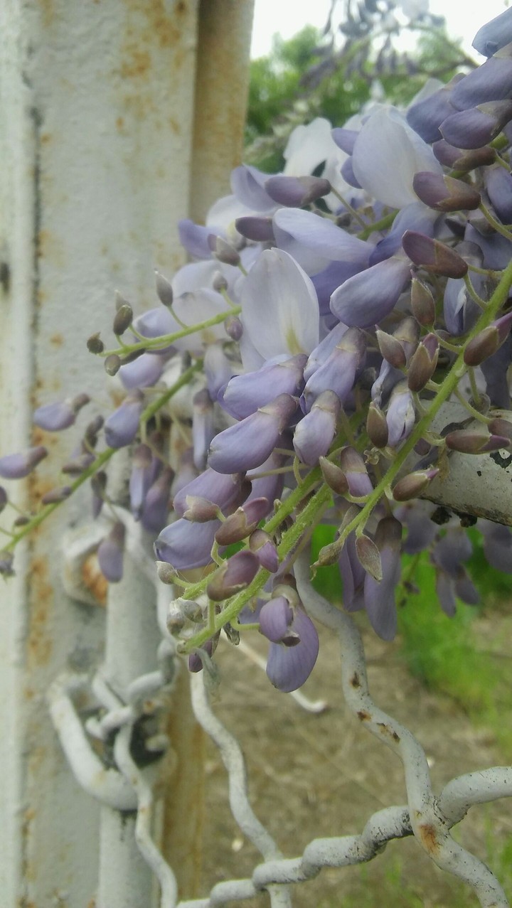 Orgona