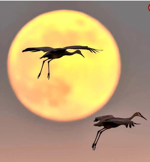 ταπετσαρίες beak, bird