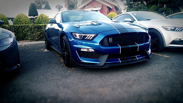 Blue Shelby