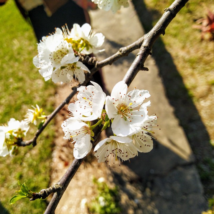 Blossoms
