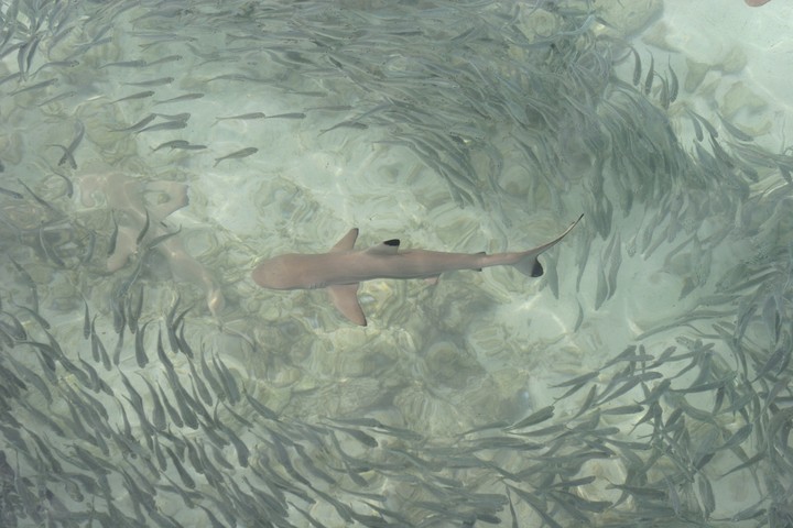 Sea