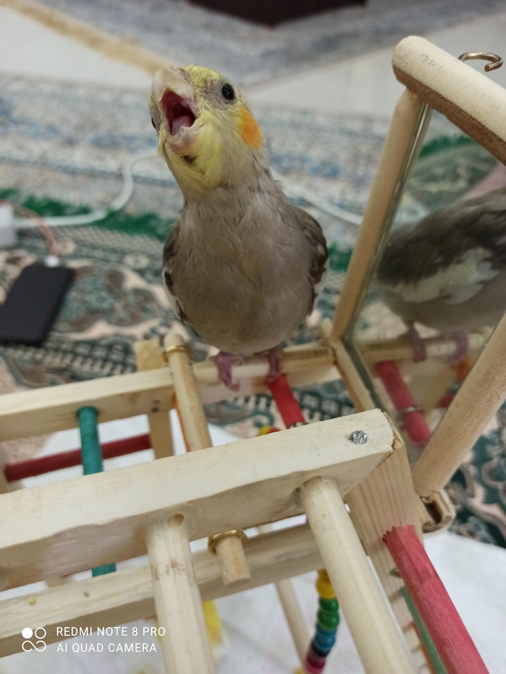 عروس هلندی