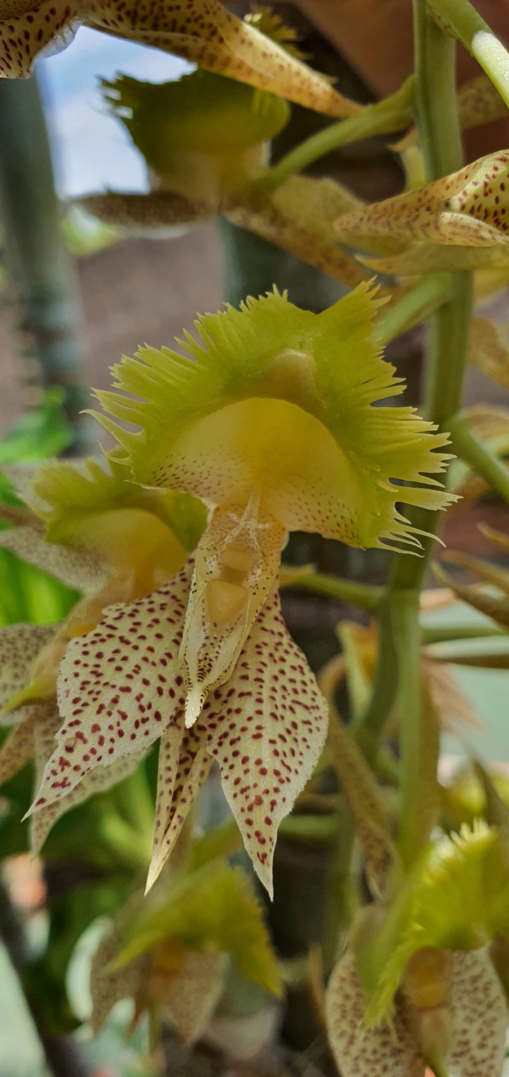 Orquídea exótica