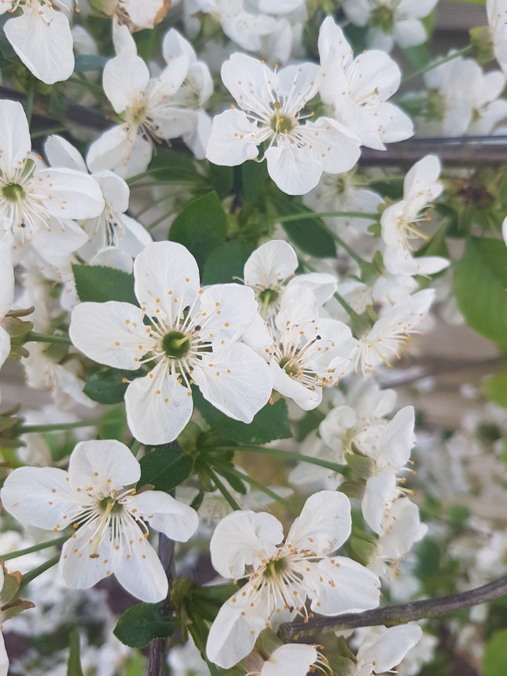 focus on this blossom
