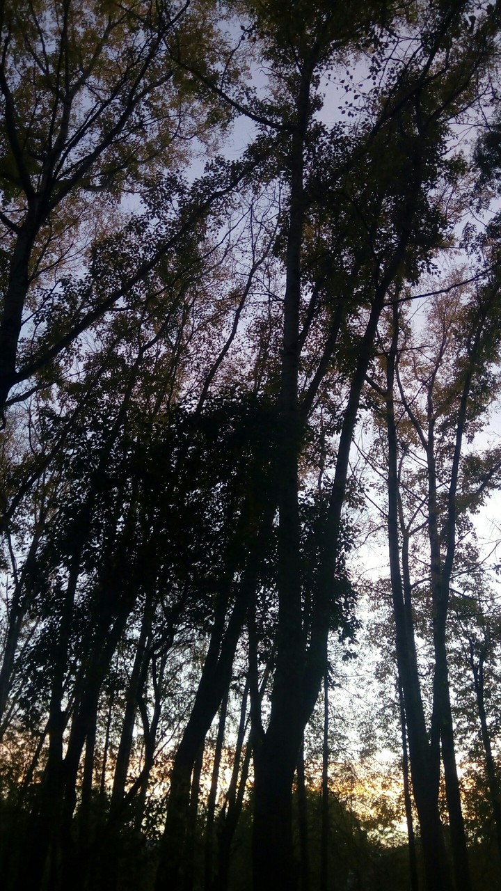 вечерняя осень