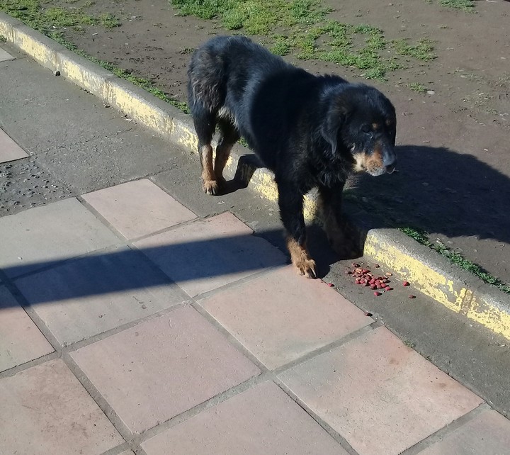 alimentando. perrito?