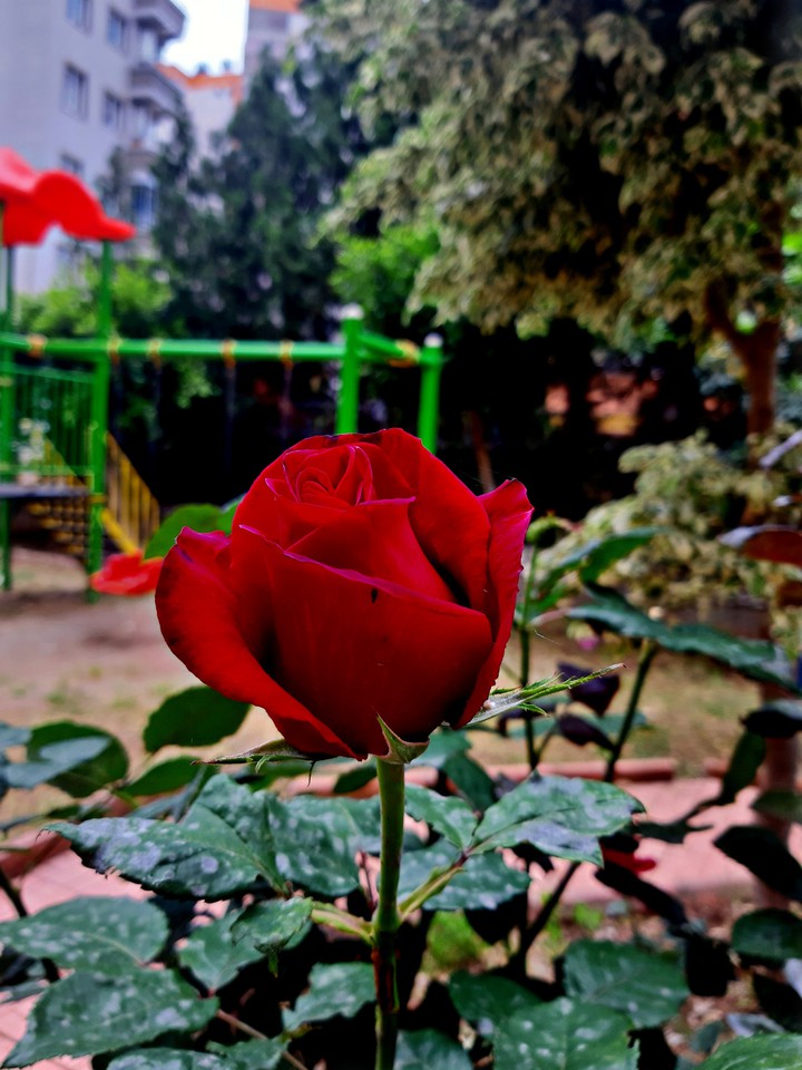 rosa roja