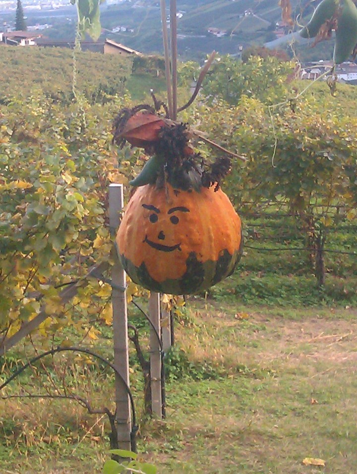 zucca