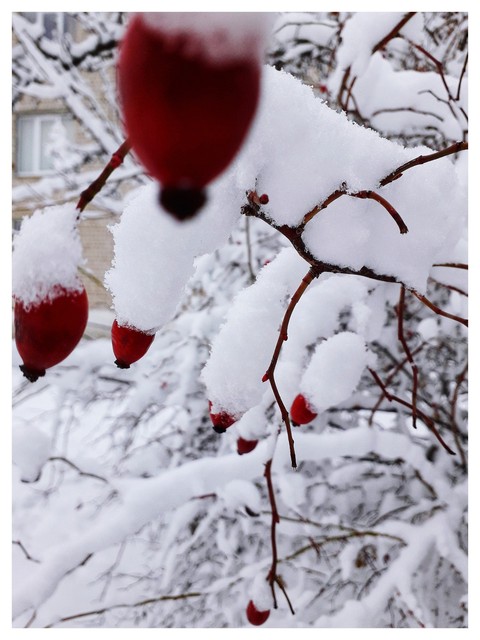 Winter