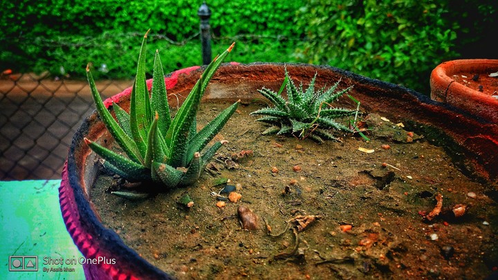 little plants