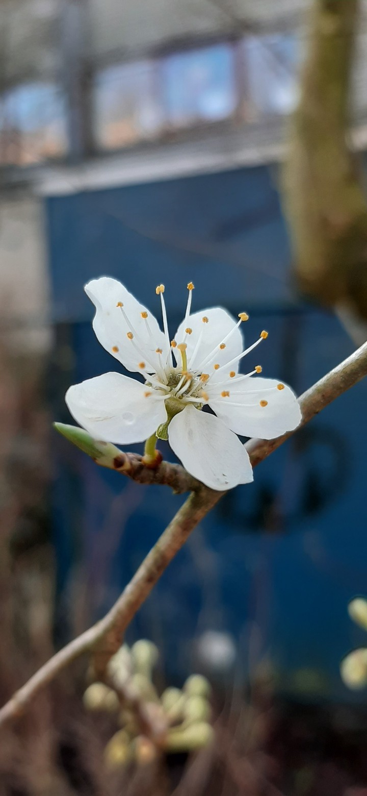 beautiful...spring is coming