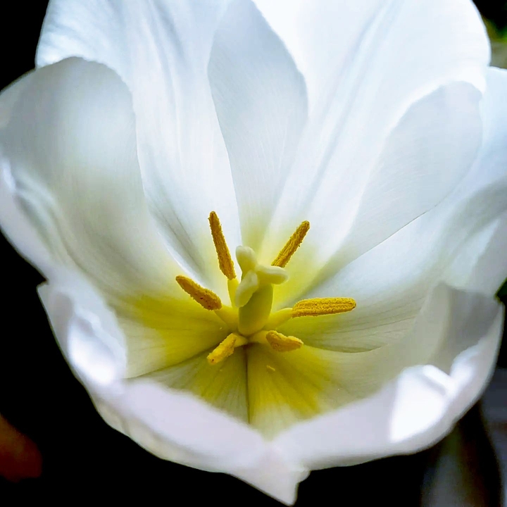 Tulip love