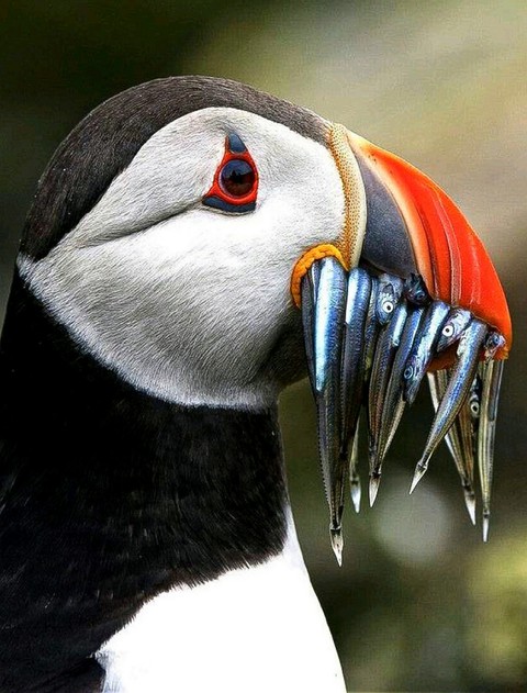 One Loaded Puffin