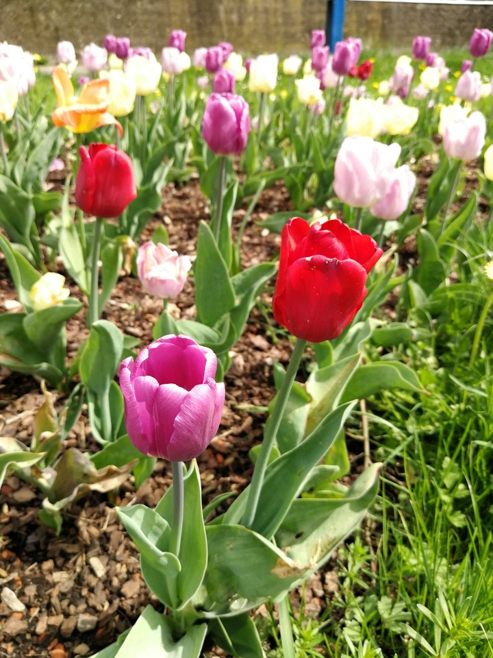 Tulpen