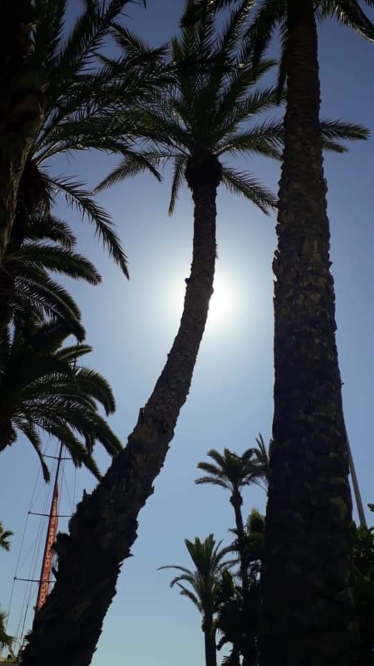 Palms and sun in Spain