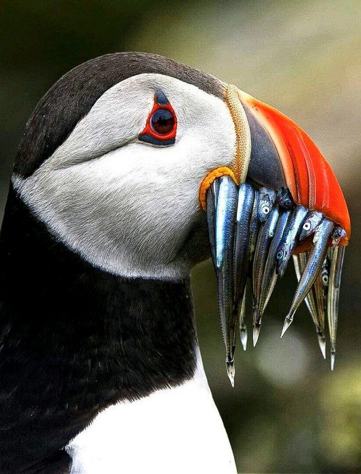One Loaded Puffin