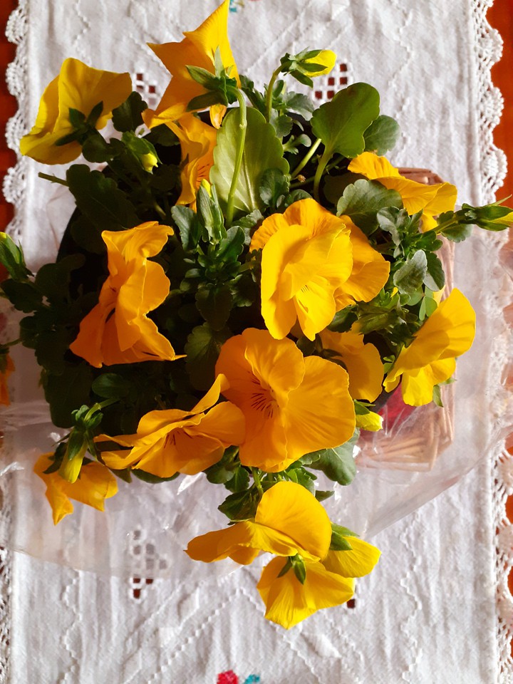 viole