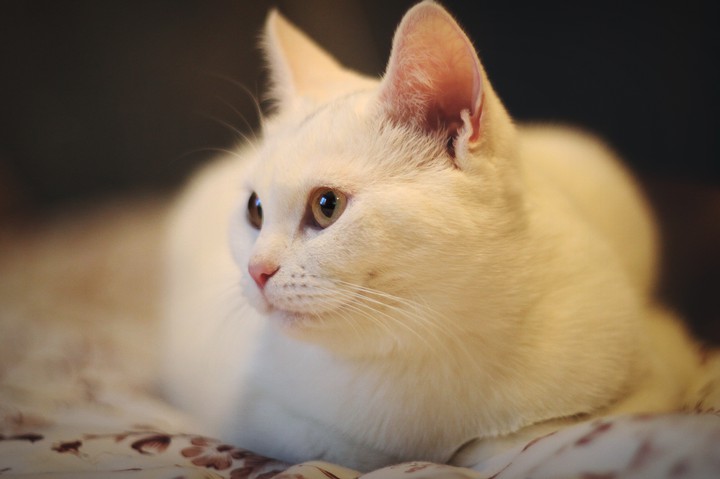 kitty