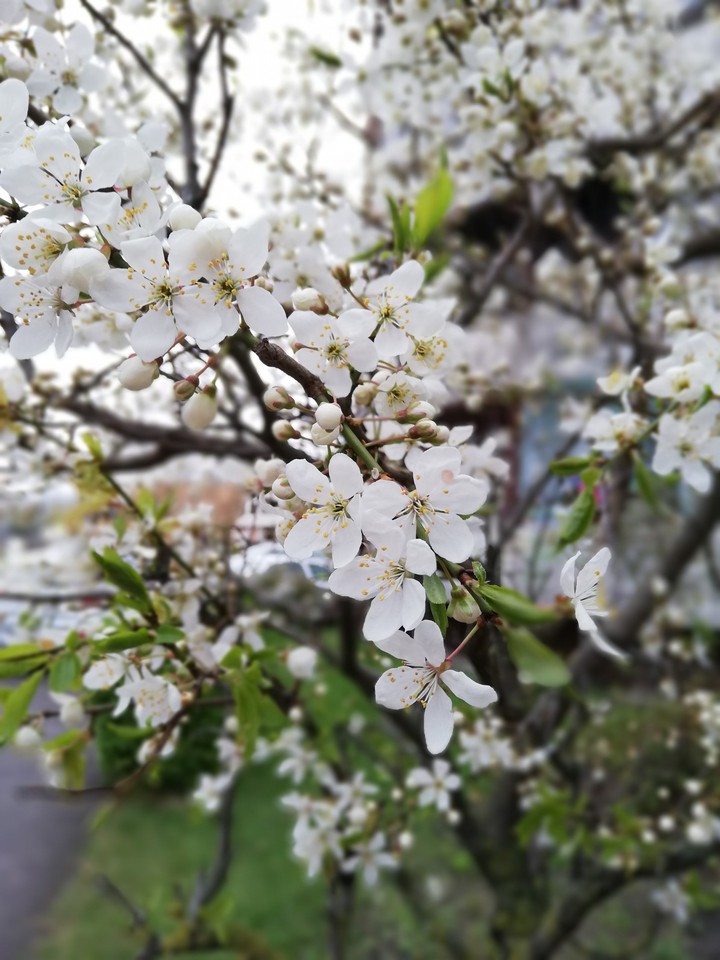 Spring