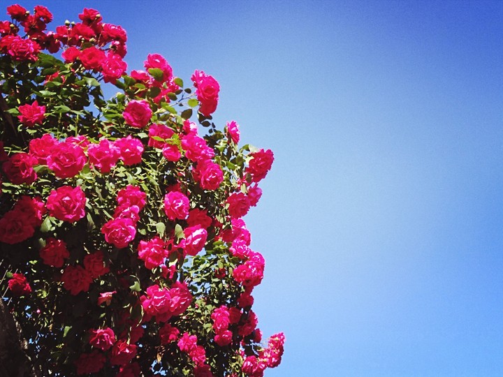 #roses