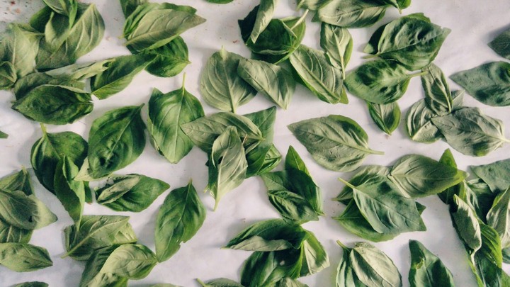 Basil leaves