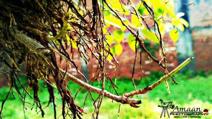 Nature