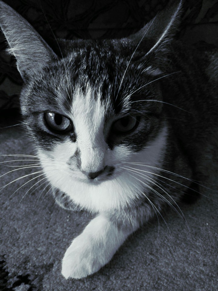 cat