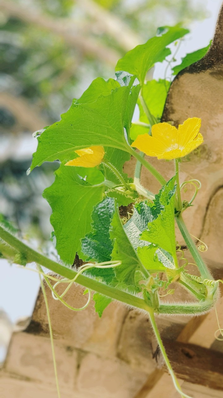 Yellow flower #shamir
