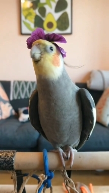 Попугайчик Кеша ❤️