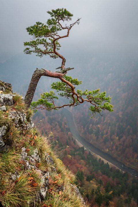 Foggy Sokolica peak in Pieniny mountains at sunrise autumn