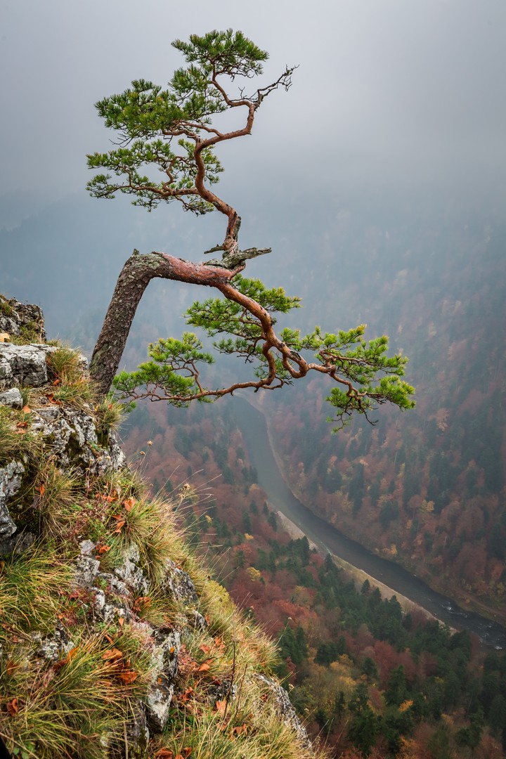 Foggy Sokolica peak in Pieniny mountains at sunrise autumn