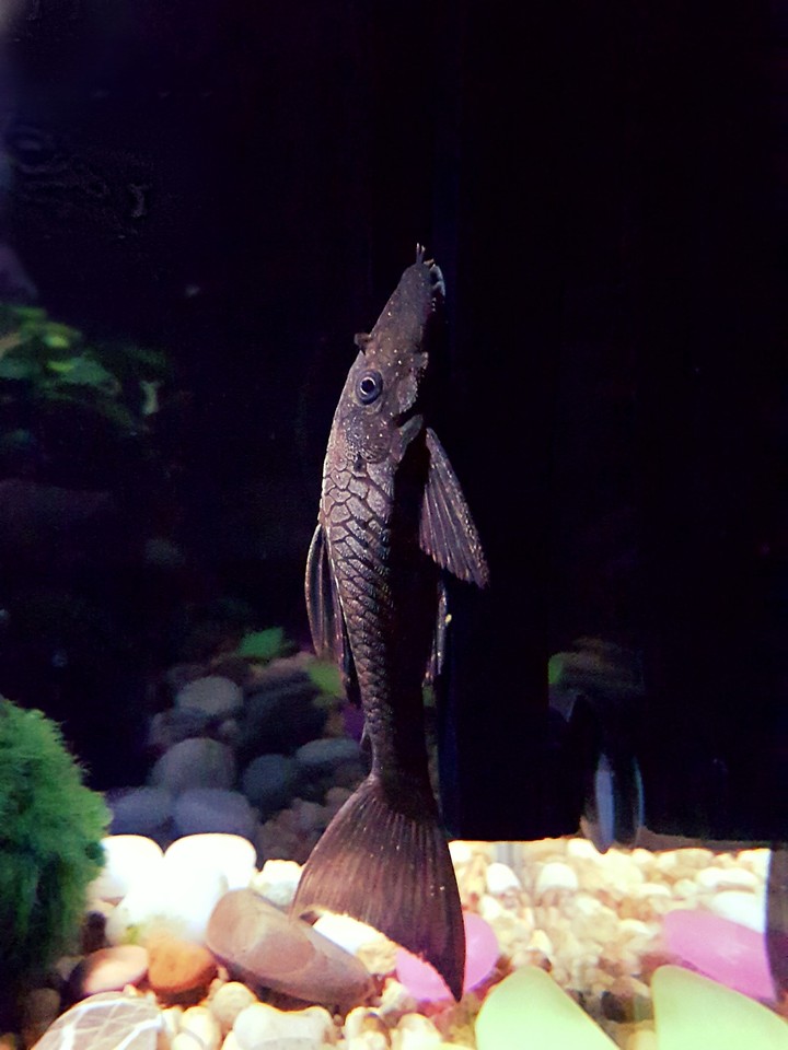 Aquarium Fish