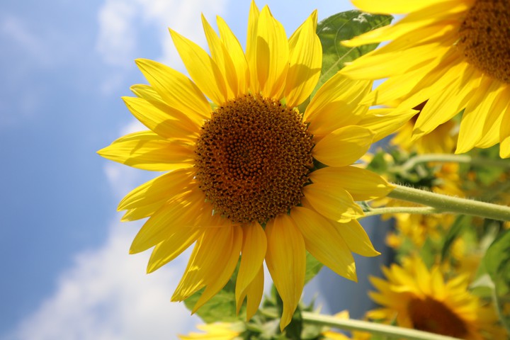 sunflowers