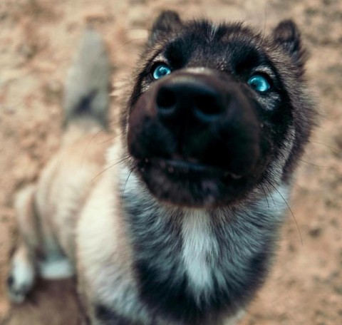 tervuren, snout वॉलपेपर