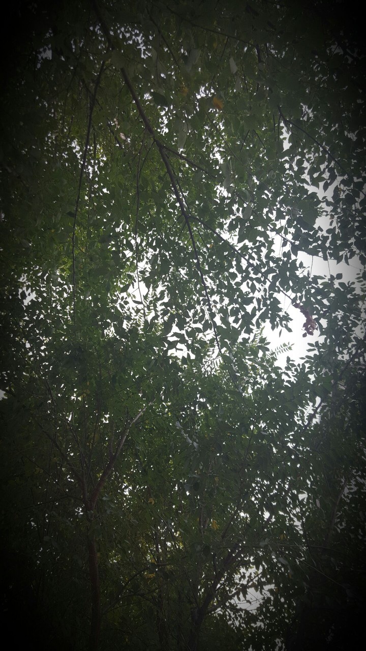tree