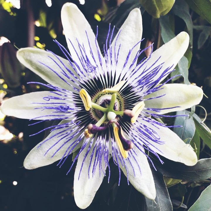 flower